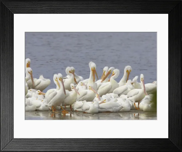 Framed Print : Picture No. 10883691 Framed Print : Picture No. 10883691