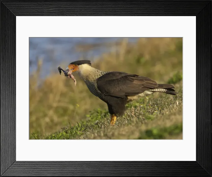 Framed Print : Picture No. 10883698 Framed Print : Picture No. 10883698