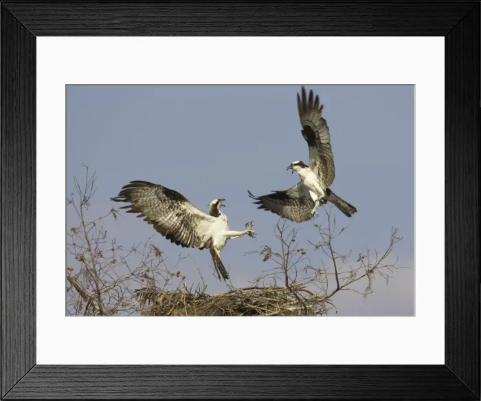Framed Print : Picture No. 10883700 Framed Print : Picture No. 10883700