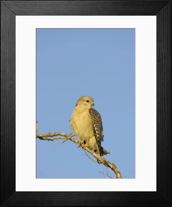 Framed Print : Picture No. 10883701 Framed Print : Picture No. 10883701