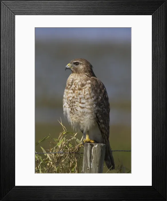 Framed Print : Picture No. 10883702 Framed Print : Picture No. 10883702