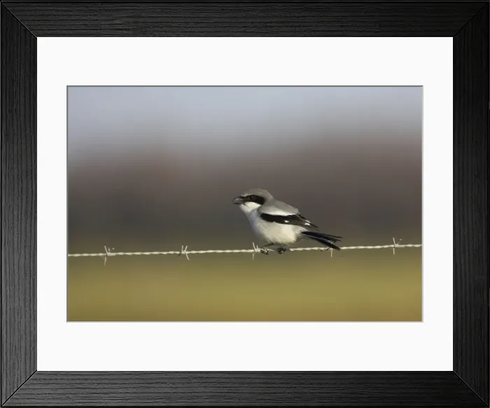 Framed Print : Picture No. 10883703 Framed Print : Picture No. 10883703