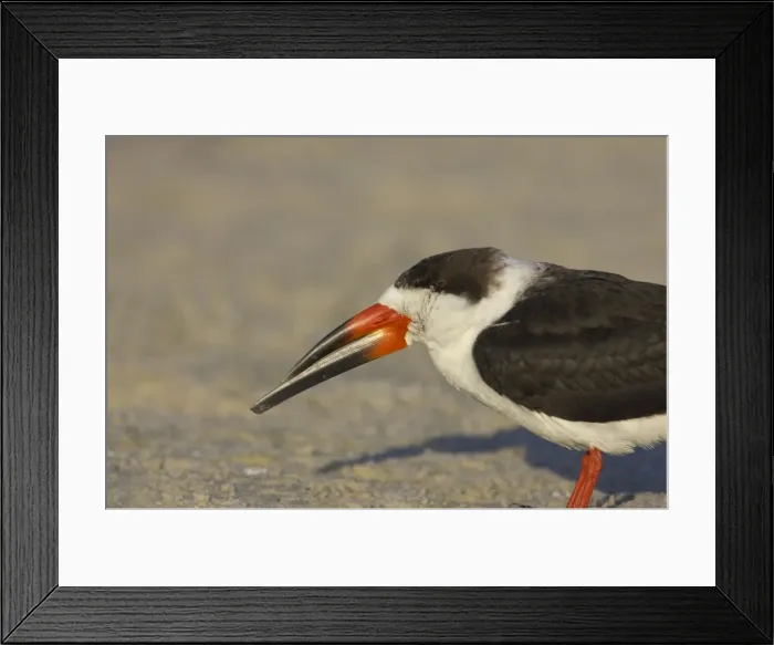 Framed Print : Picture No. 10883705 Framed Print : Picture No. 10883705
