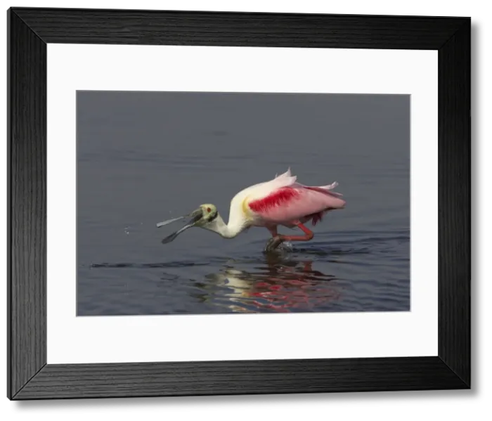 Framed Print : Picture No. 10883706