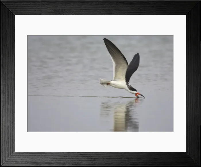 Framed Print : Picture No. 10883704 Framed Print : Picture No. 10883704