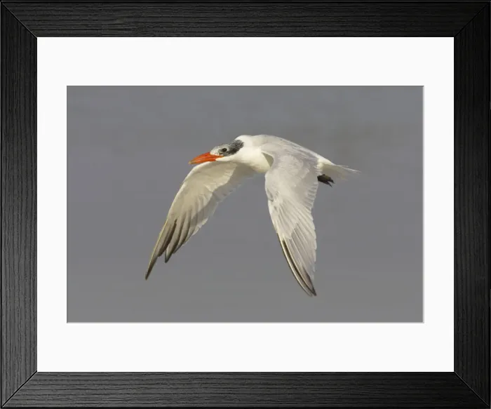 Framed Print : Picture No. 10883709 Framed Print : Picture No. 10883709