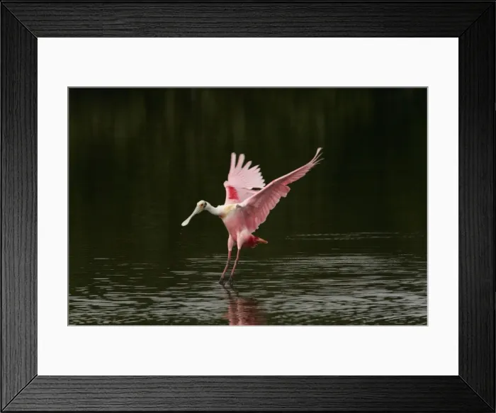 Framed Print : Picture No. 10883707 Framed Print : Picture No. 10883707