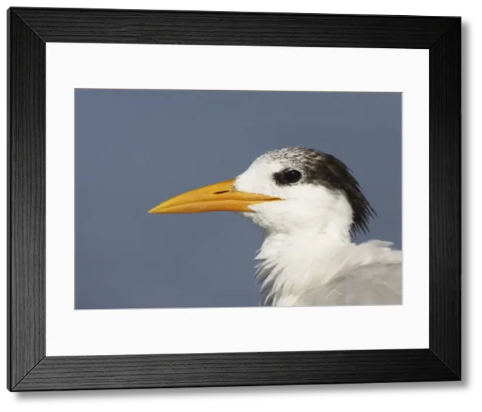 Framed Print : Picture No. 10883710