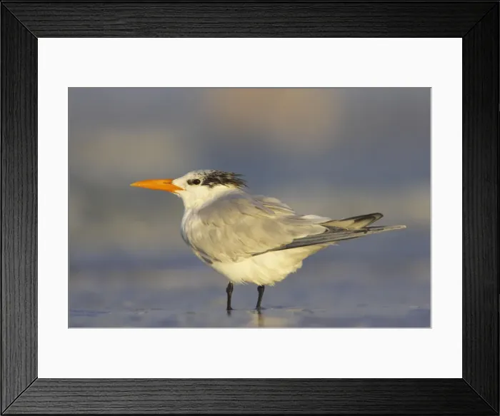 Framed Print : Picture No. 10883711 Framed Print : Picture No. 10883711