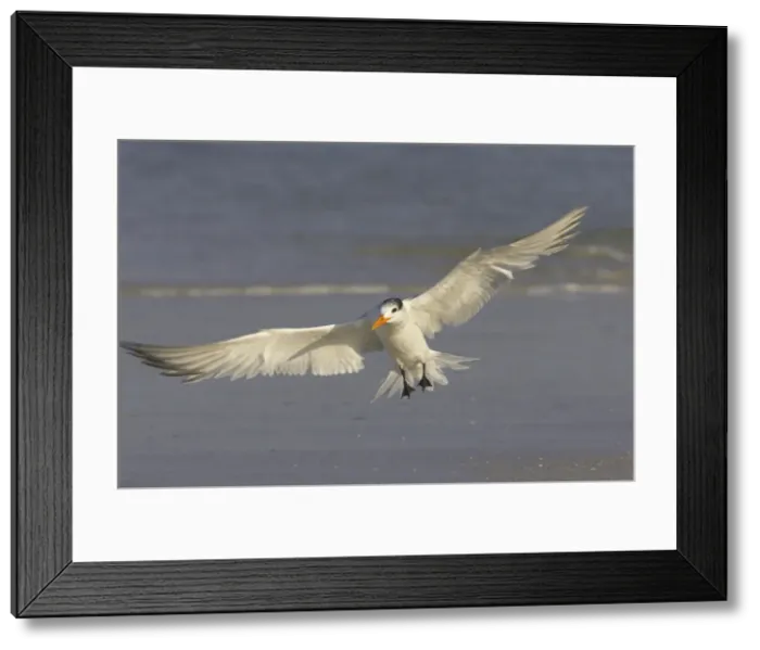 Framed Print : Picture No. 10883712 Framed Print : Picture No. 10883712