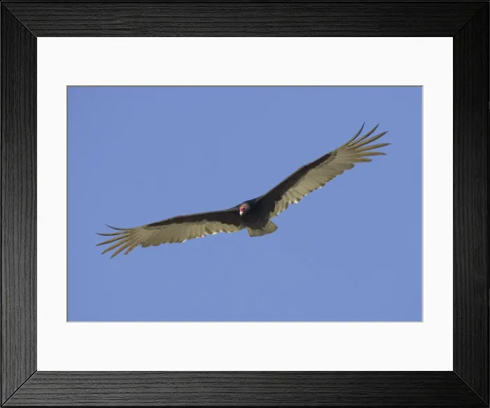 Framed Print : Picture No. 10883716