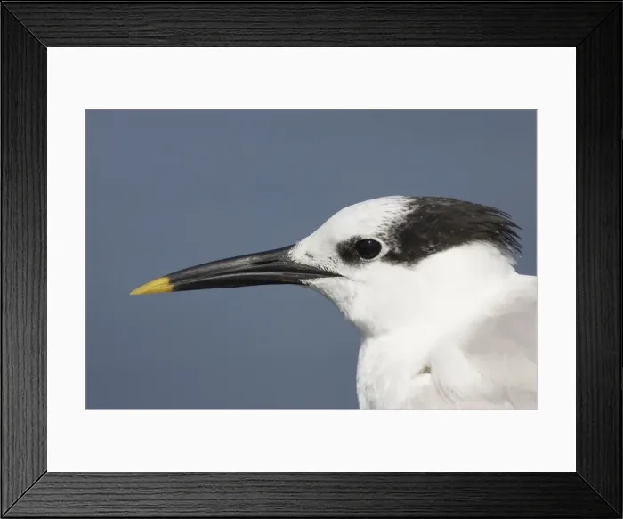 Framed Print : Picture No. 10883713 Framed Print : Picture No. 10883713