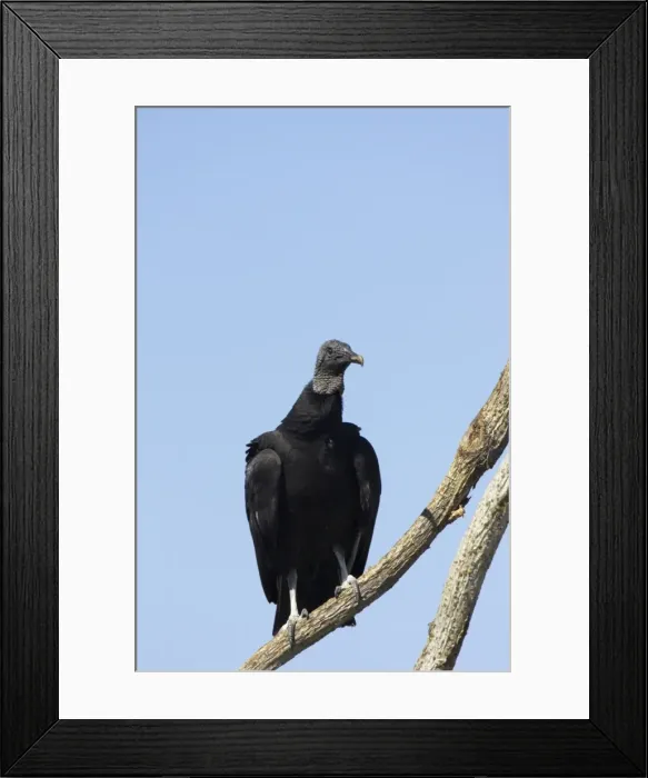 Framed Print : Picture No. 10883715 Framed Print : Picture No. 10883715