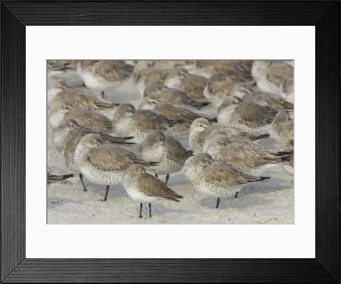 Framed Print : Picture No. 10883718 Framed Print : Picture No. 10883718