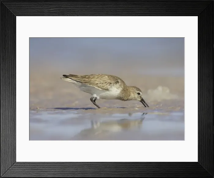 Framed Print : Picture No. 10883721 Framed Print : Picture No. 10883721