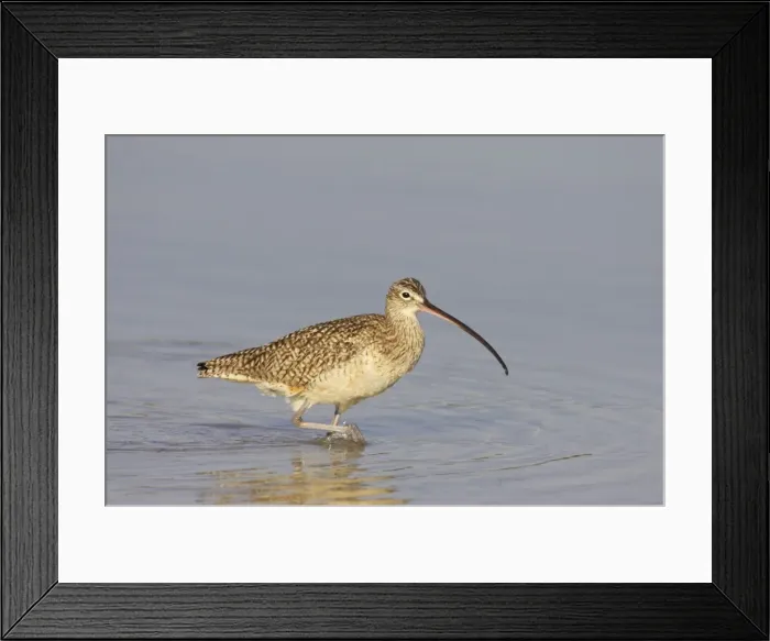 Framed Print : Picture No. 10883719 Framed Print : Picture No. 10883719