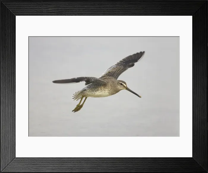 Framed Print : Picture No. 10883720 Framed Print : Picture No. 10883720