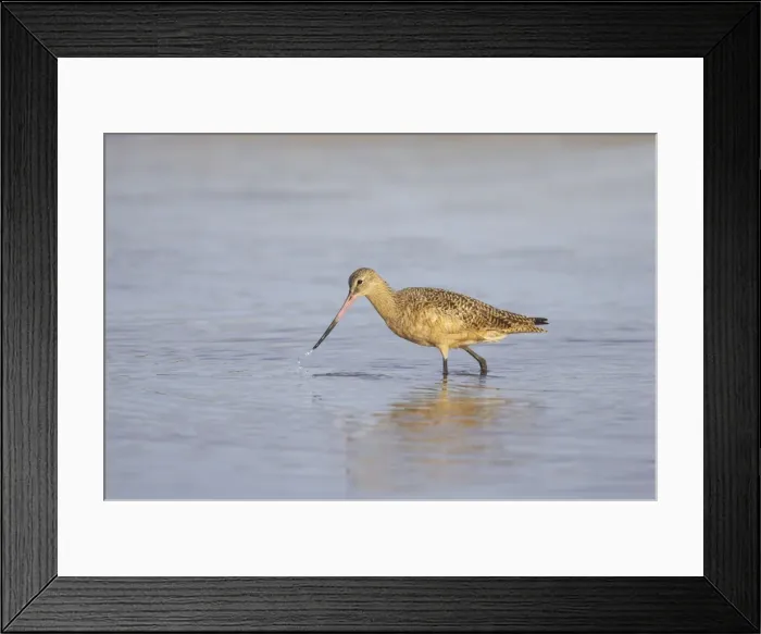 Framed Print : Picture No. 10883723 Framed Print : Picture No. 10883723