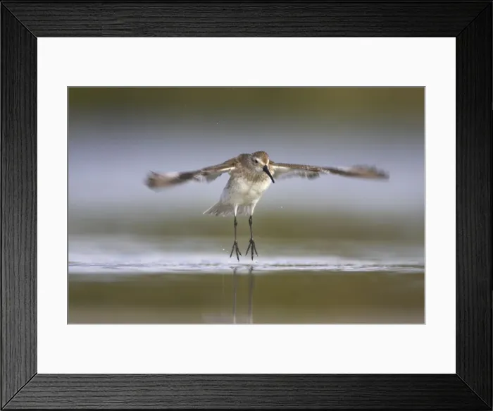 Framed Print : Picture No. 10883722 Framed Print : Picture No. 10883722