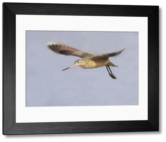 Framed Print : Picture No. 10883724 Framed Print : Picture No. 10883724