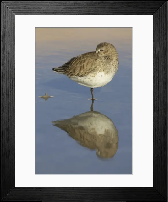 Framed Print : Picture No. 10883725 Framed Print : Picture No. 10883725
