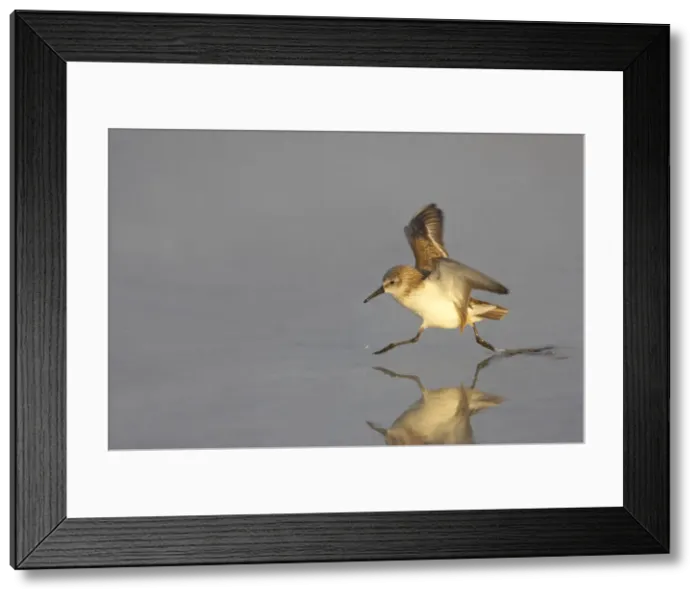 Framed Print : Picture No. 10883726 Framed Print : Picture No. 10883726