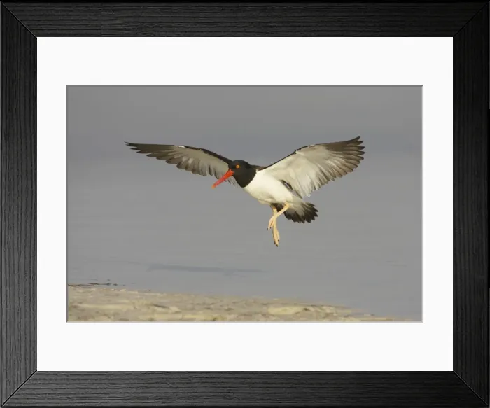 Framed Print : Picture No. 10883728 Framed Print : Picture No. 10883728