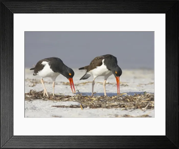 Framed Print : Picture No. 10883729 Framed Print : Picture No. 10883729