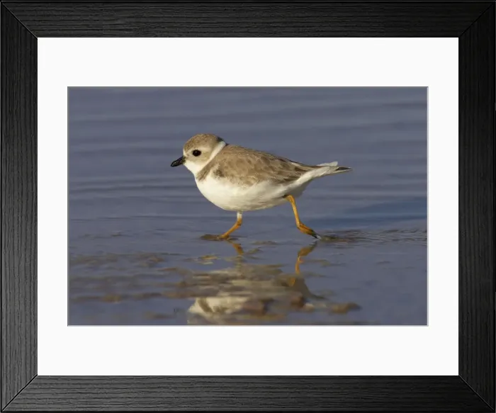 Framed Print : Picture No. 10883730 Framed Print : Picture No. 10883730
