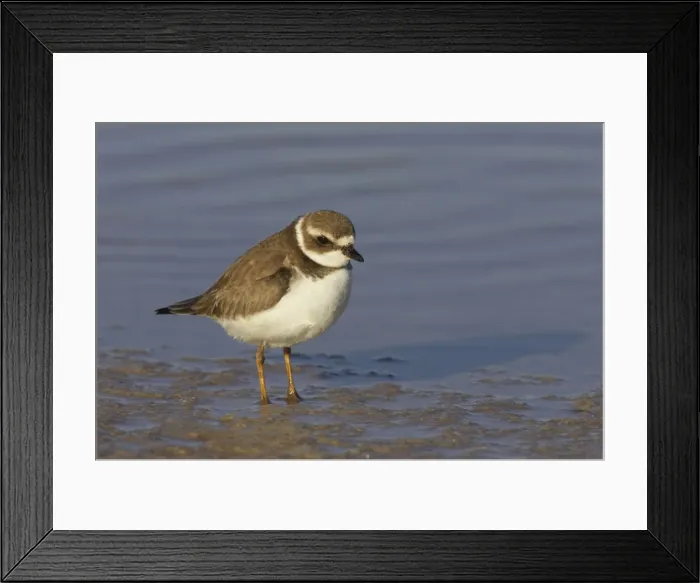 Framed Print : Picture No. 10883731