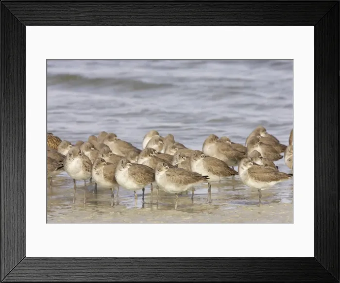Framed Print : Picture No. 10883733 Framed Print : Picture No. 10883733