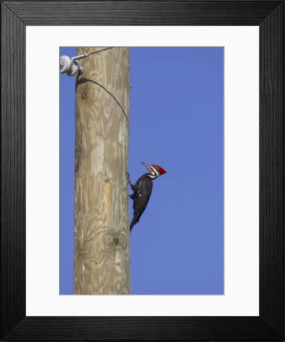 Framed Print : Picture No. 10883734 Framed Print : Picture No. 10883734
