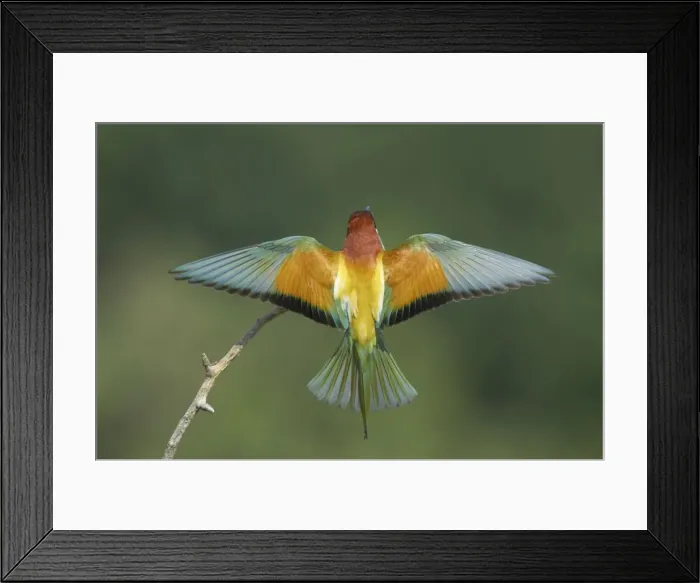 Framed Print : Picture No. 10883735 Framed Print : Picture No. 10883735