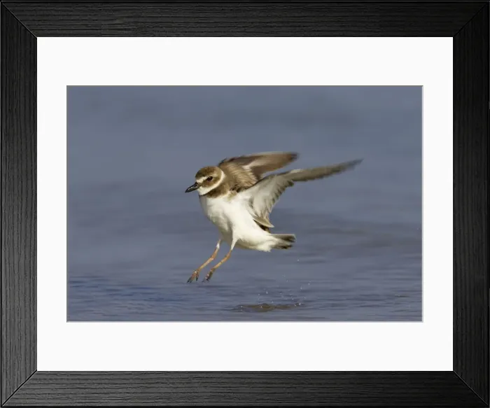 Framed Print : Picture No. 10883732 Framed Print : Picture No. 10883732
