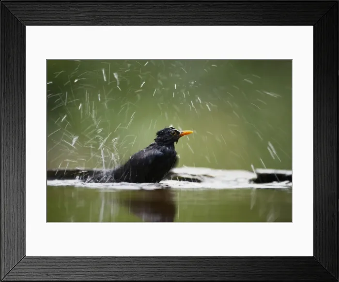 Framed Print : Picture No. 10883739 Framed Print : Picture No. 10883739