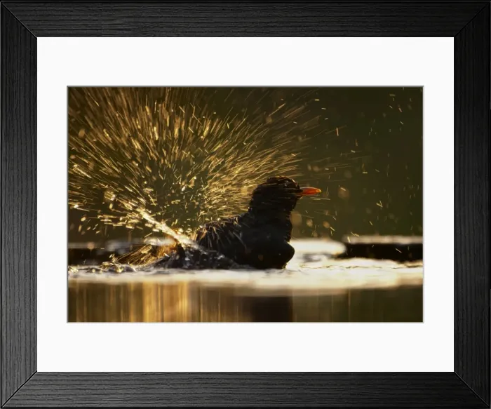 Framed Print : Picture No. 10883740 Framed Print : Picture No. 10883740