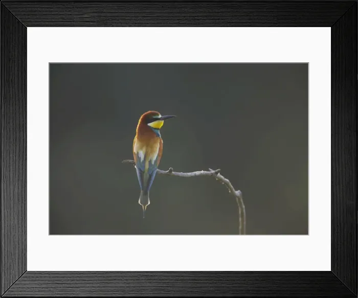 Framed Print : Picture No. 10883736 Framed Print : Picture No. 10883736