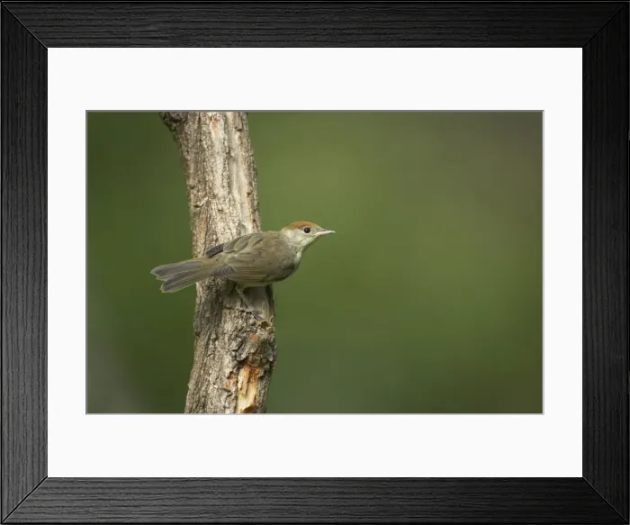 Framed Print : Picture No. 10883742 Framed Print : Picture No. 10883742