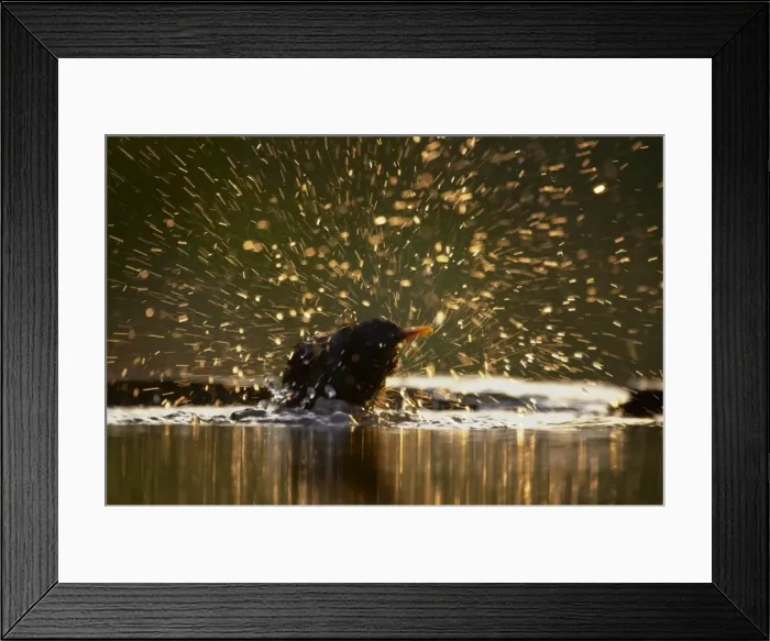 Framed Print : Picture No. 10883741 Framed Print : Picture No. 10883741