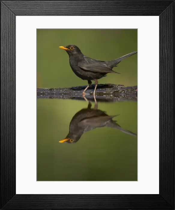 Framed Print : Picture No. 10883738 Framed Print : Picture No. 10883738