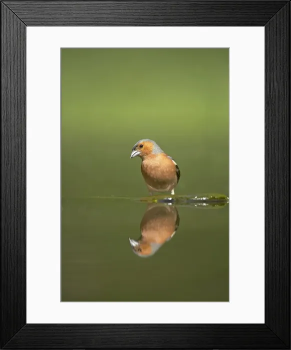 Framed Print : Picture No. 10883743