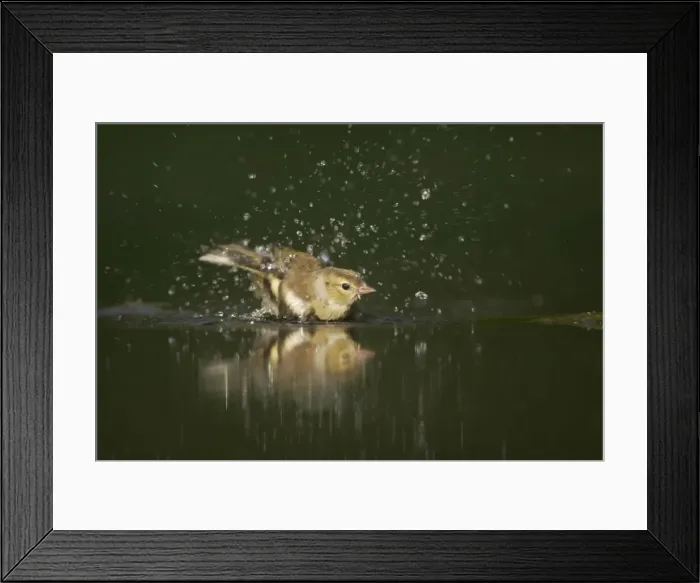 Framed Print : Picture No. 10883744