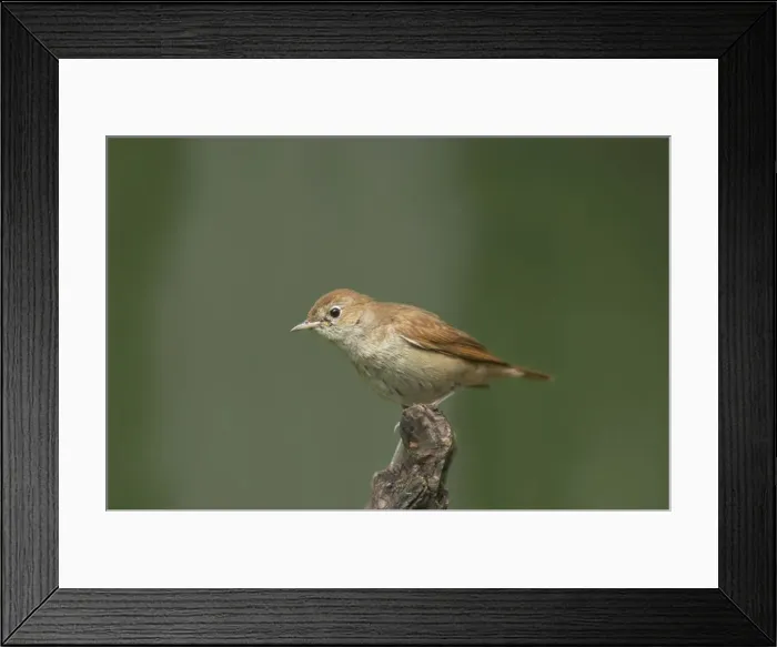 Framed Print : Picture No. 10883746 Framed Print : Picture No. 10883746