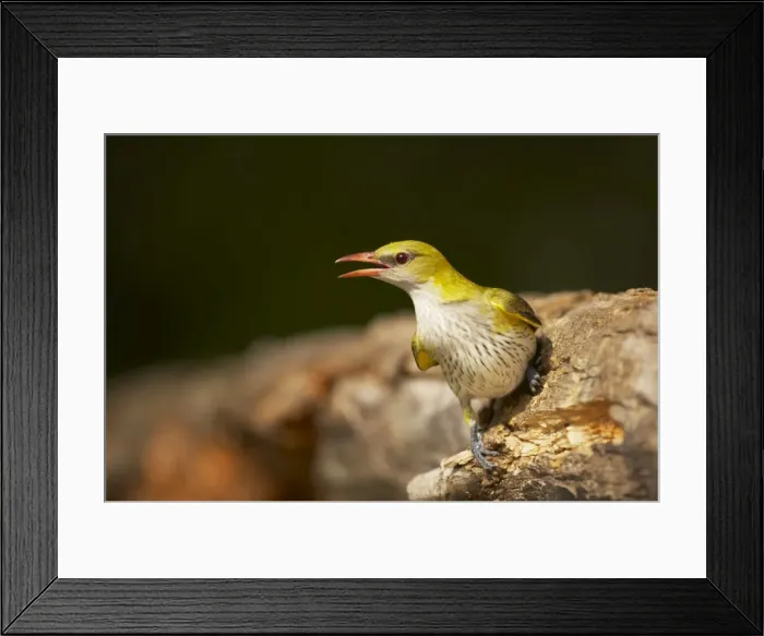 Framed Print : Picture No. 10883749 Framed Print : Picture No. 10883749