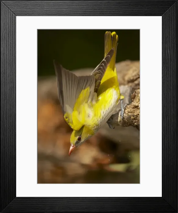 Framed Print : Picture No. 10883750 Framed Print : Picture No. 10883750