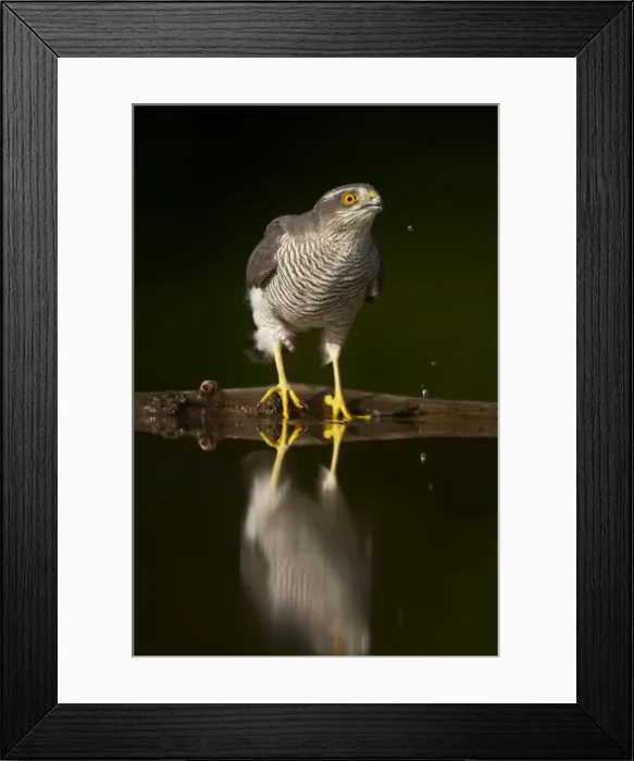Framed Print : Picture No. 10883754
