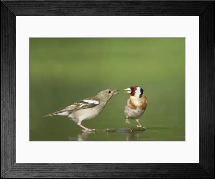 Framed Print : Picture No. 10883752 Framed Print : Picture No. 10883752
