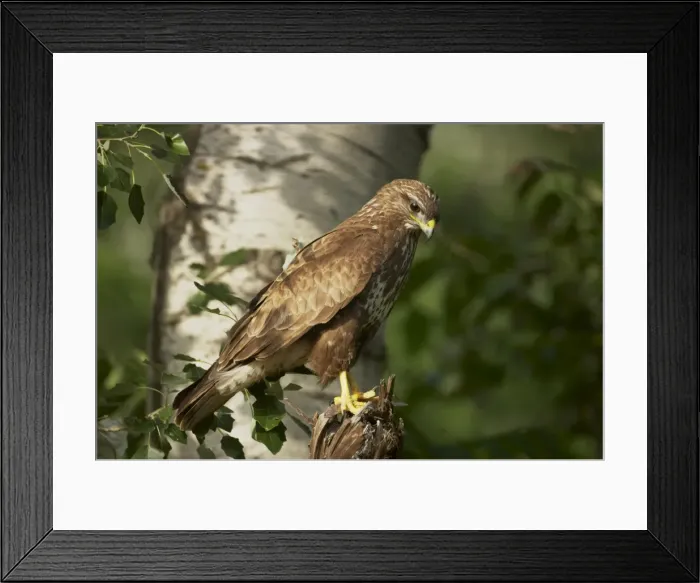 Framed Print : Picture No. 10883753 Framed Print : Picture No. 10883753
