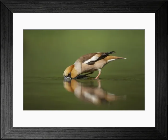 Framed Print : Picture No. 10883755 Framed Print : Picture No. 10883755
