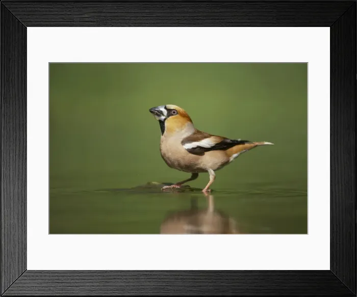 Framed Print : Picture No. 10883756 Framed Print : Picture No. 10883756